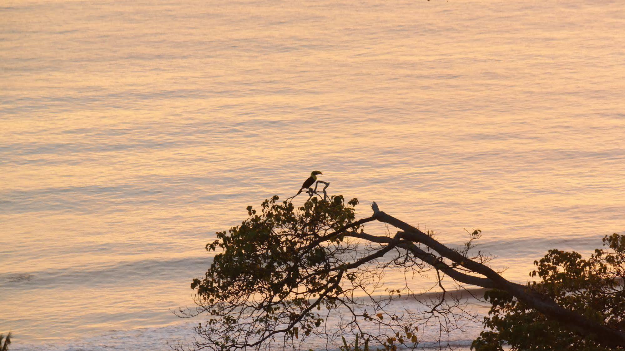 Ranchos Remo Lodge Uvita Zewnętrze zdjęcie